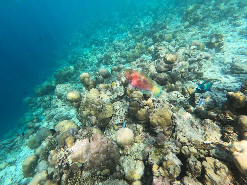 Strand Adaaran Select Meedhupparu Island Resort - Premium All Inclusive