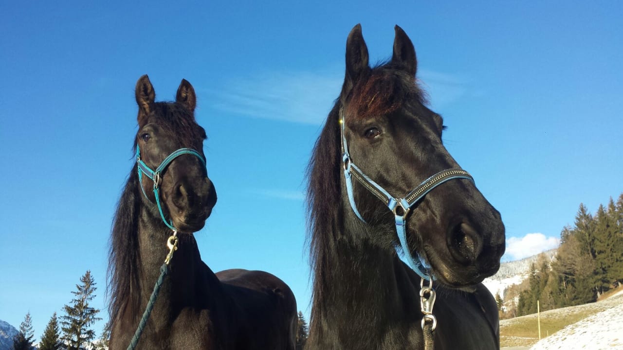 Sonstiges Mountain Village Hasenegg