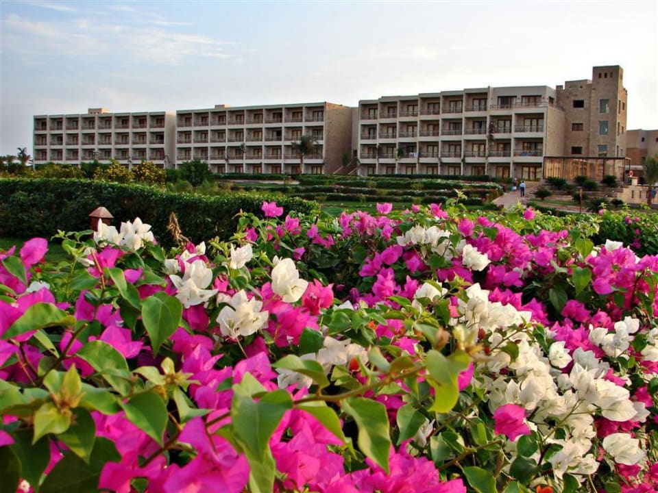 Überall Blumen Fort Arabesque Resort, Spa & Villas