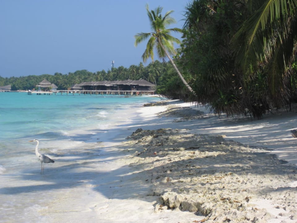 Lagunenseite Kuramathi Maldives