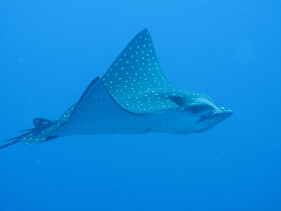 Sport & Freizeit Three Corners Equinox Beach Resort