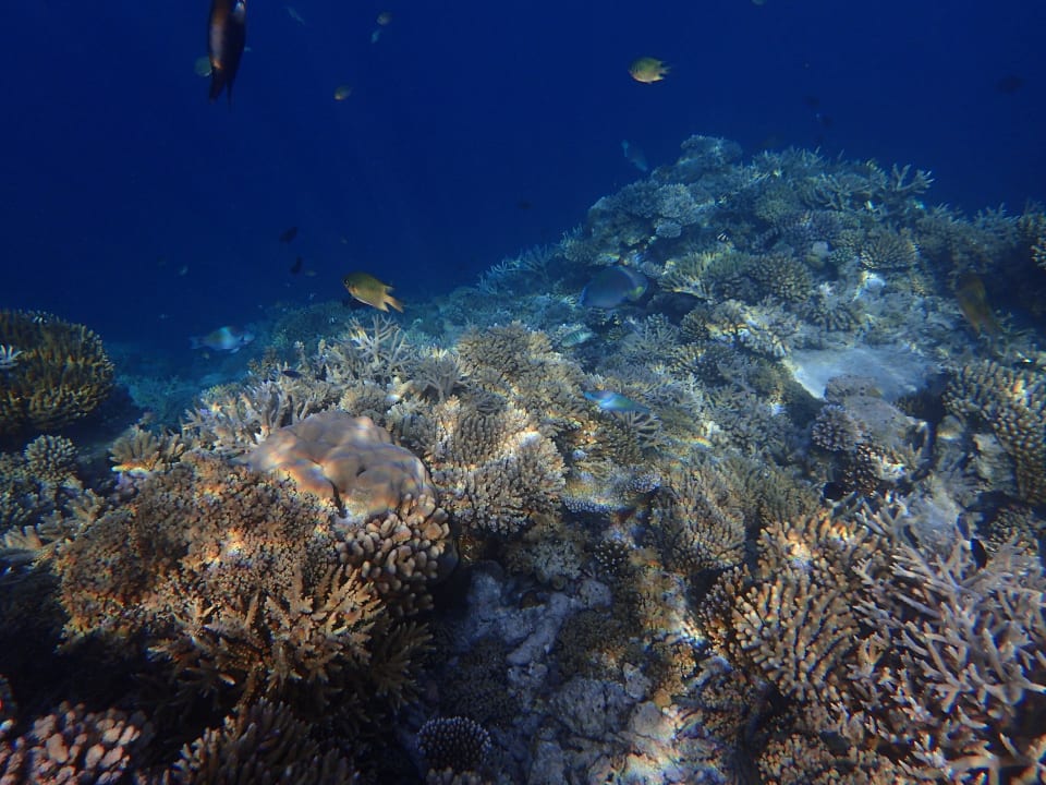 Schöne Korallenlandschaft ananea Diamonds Athuruga