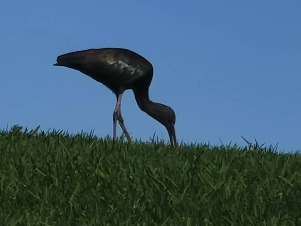 Gartenanlage ROBINSON QUINTA DA RIA