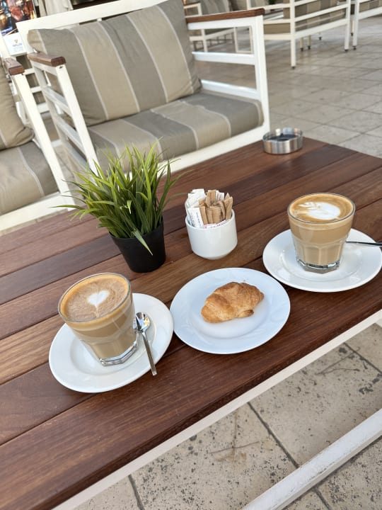 Gastro Papillon Ayscha