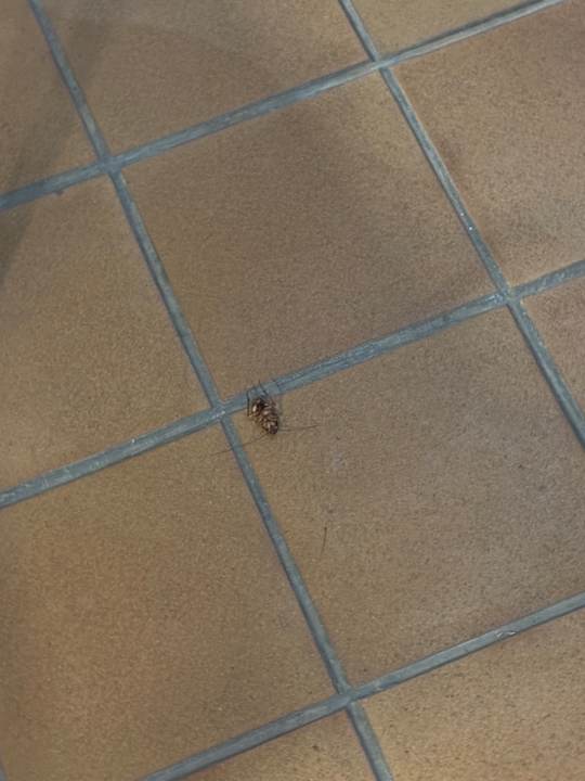 Gastro Servatur Waikiki