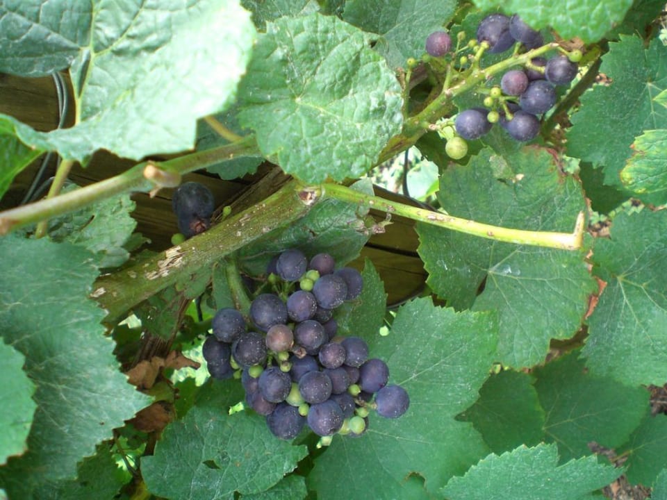 Rotburgundertrauben im hoteleigenen Weinberg Hotel Fischerhaus Garni