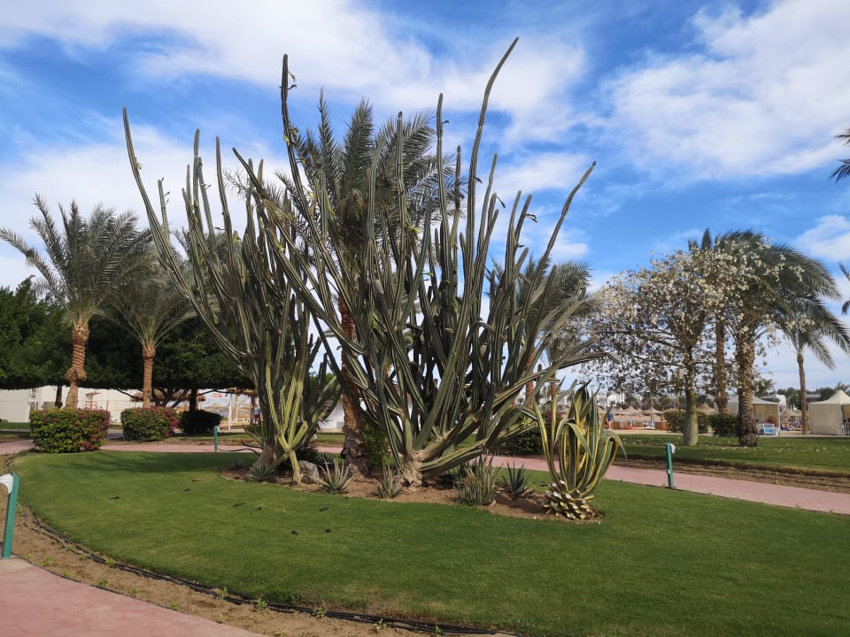 Gartenanlage Desert Rose