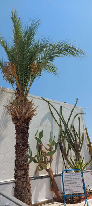 Gartenanlage Hotel Malia Holidays