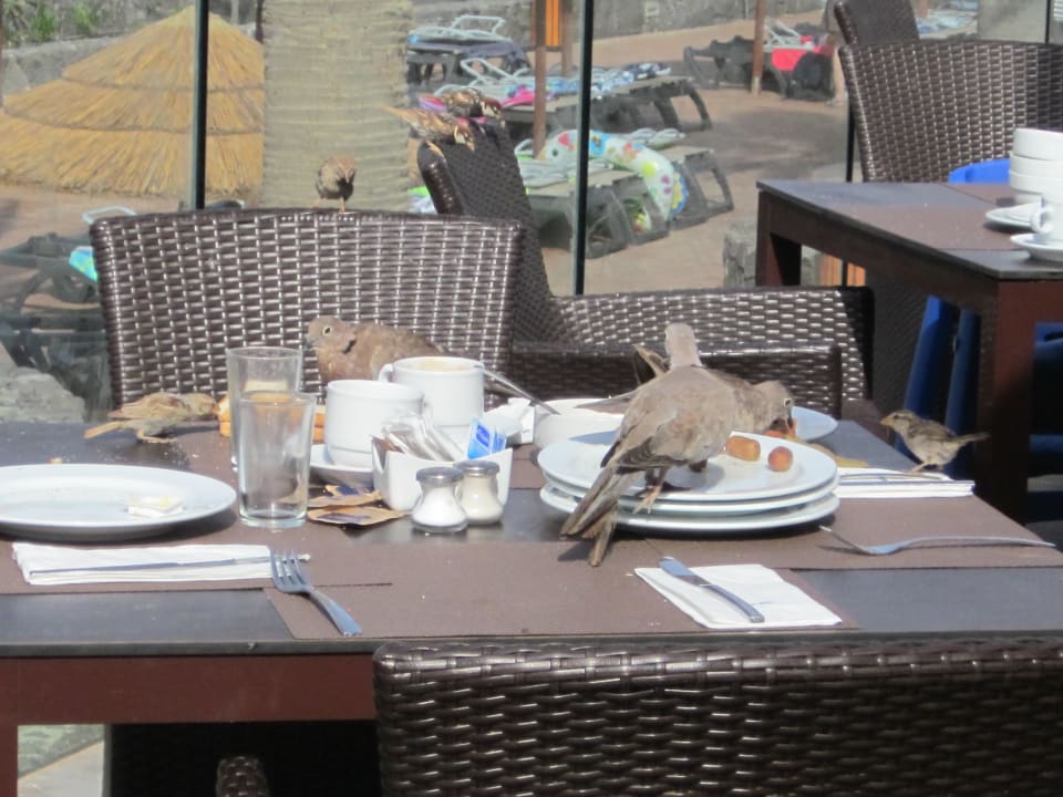 Tauben und Vögel die sich über die Rest hermachen! Barceló Fuerteventura Castillo