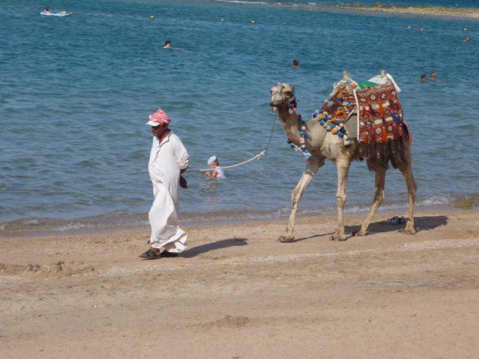 Kamelmann  Jaz Makadi Oasis Resort