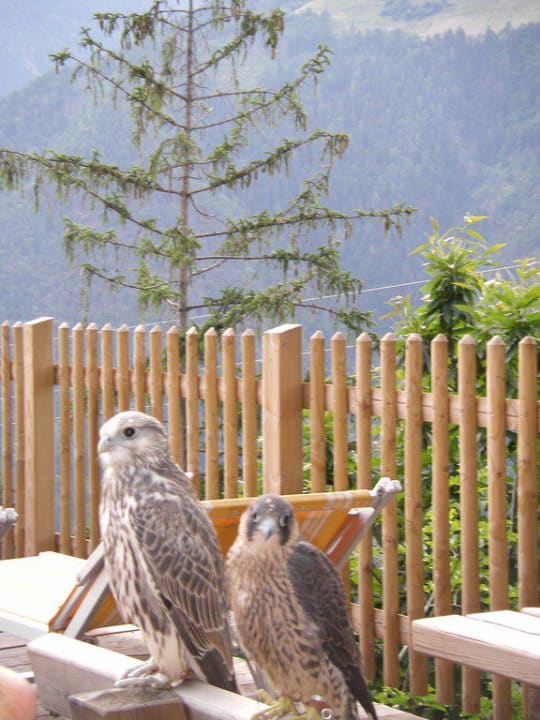 Neue junge Falken Hotel Panorama