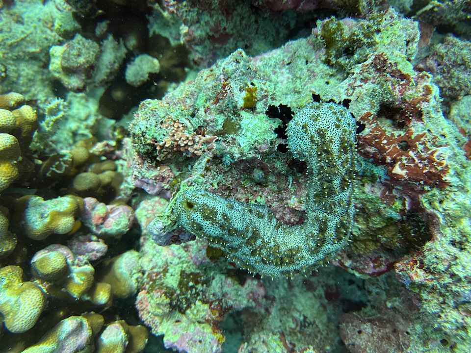 Sport & Freizeit Ocean Paradise Resort & Spa