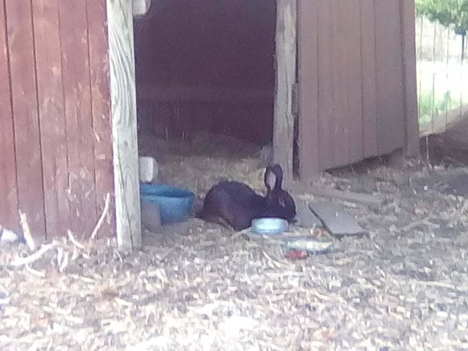 Tiere auf dem Bauernhof Agriturismo Fontelisa