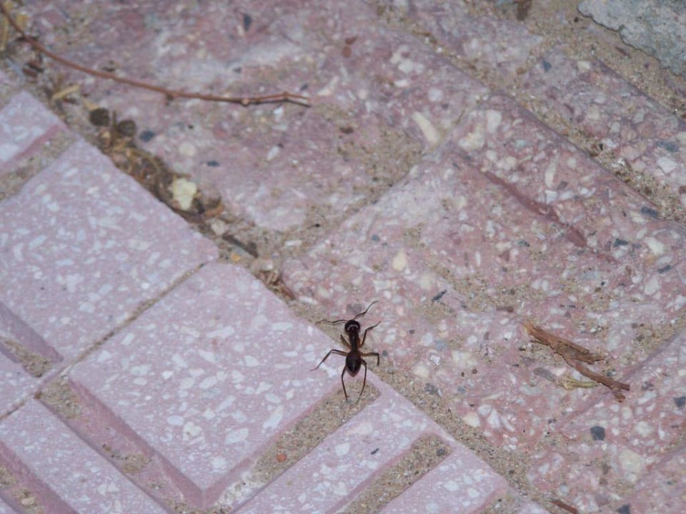 Ameise Menaville Safaga