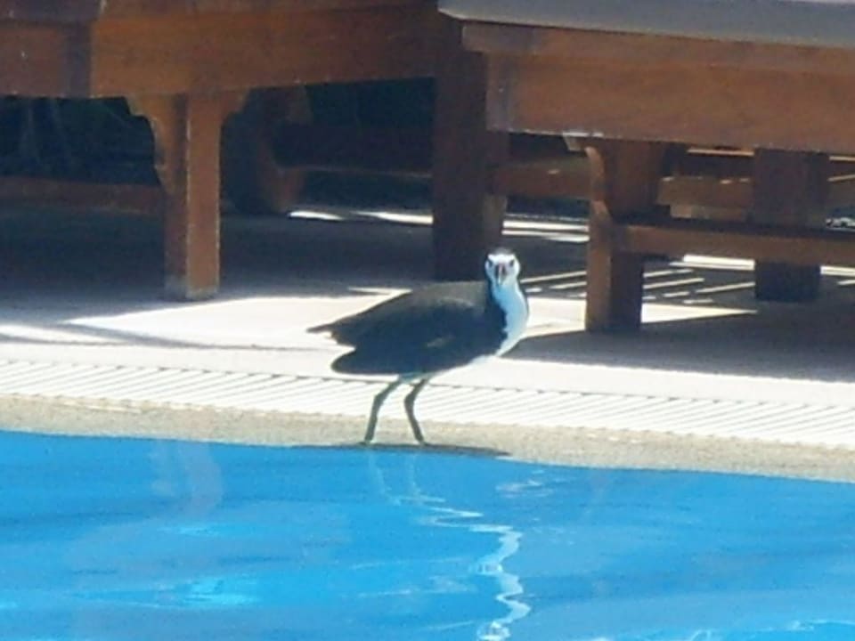 Poolbewohner Sheraton Maldives Full Moon Resort & Spa