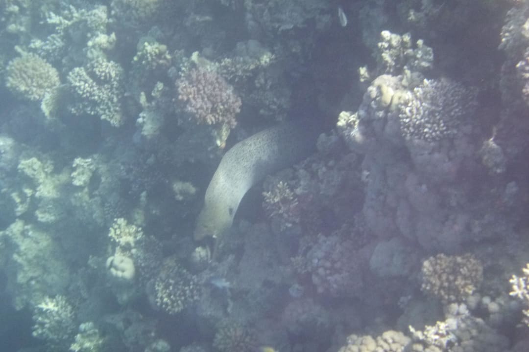 Riesenmuräne beim Schnorcheln gesehen Cleopatra Luxury Resort Makadi Bay