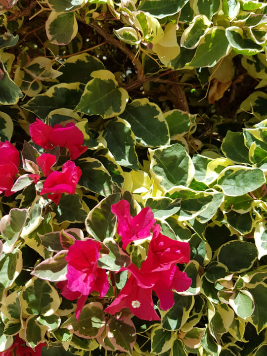 Gartenanlage LABRANDA Bahía y Villas Fañabé