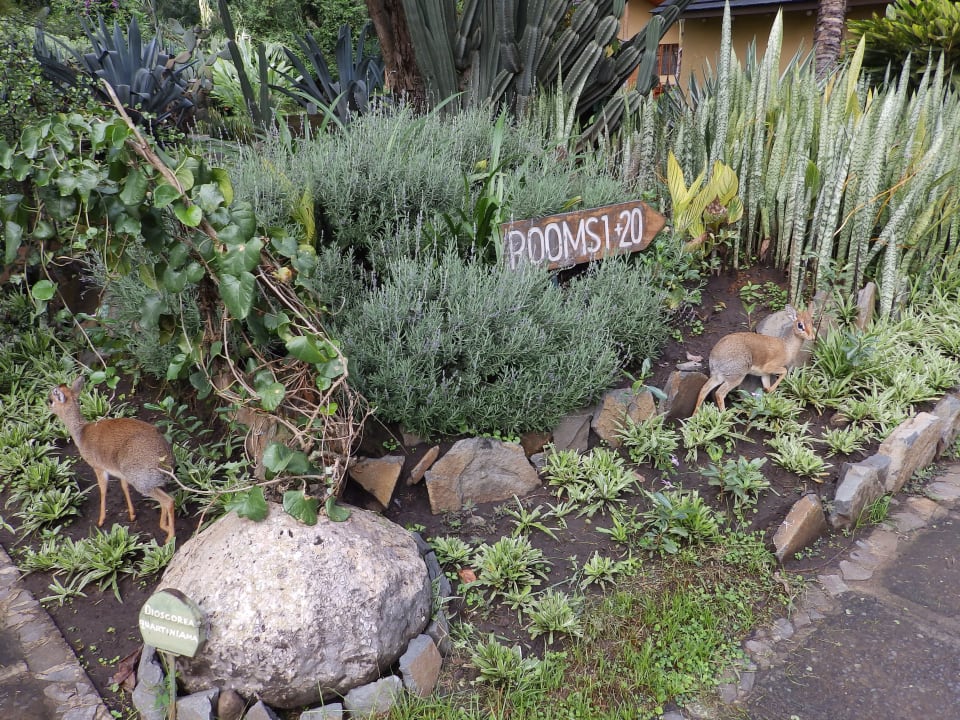 Gartenanlage Arumeru River Lodge