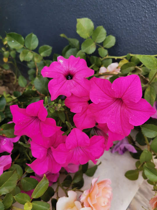 Gartenanlage Dream World Palace Hotel