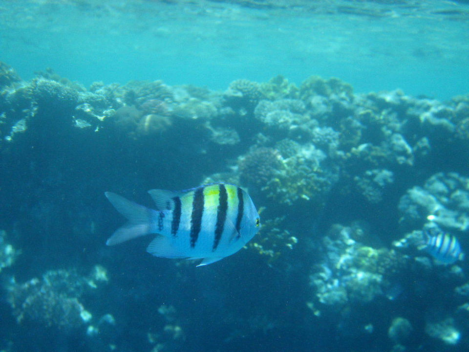 Unterwasser Sharm Resort