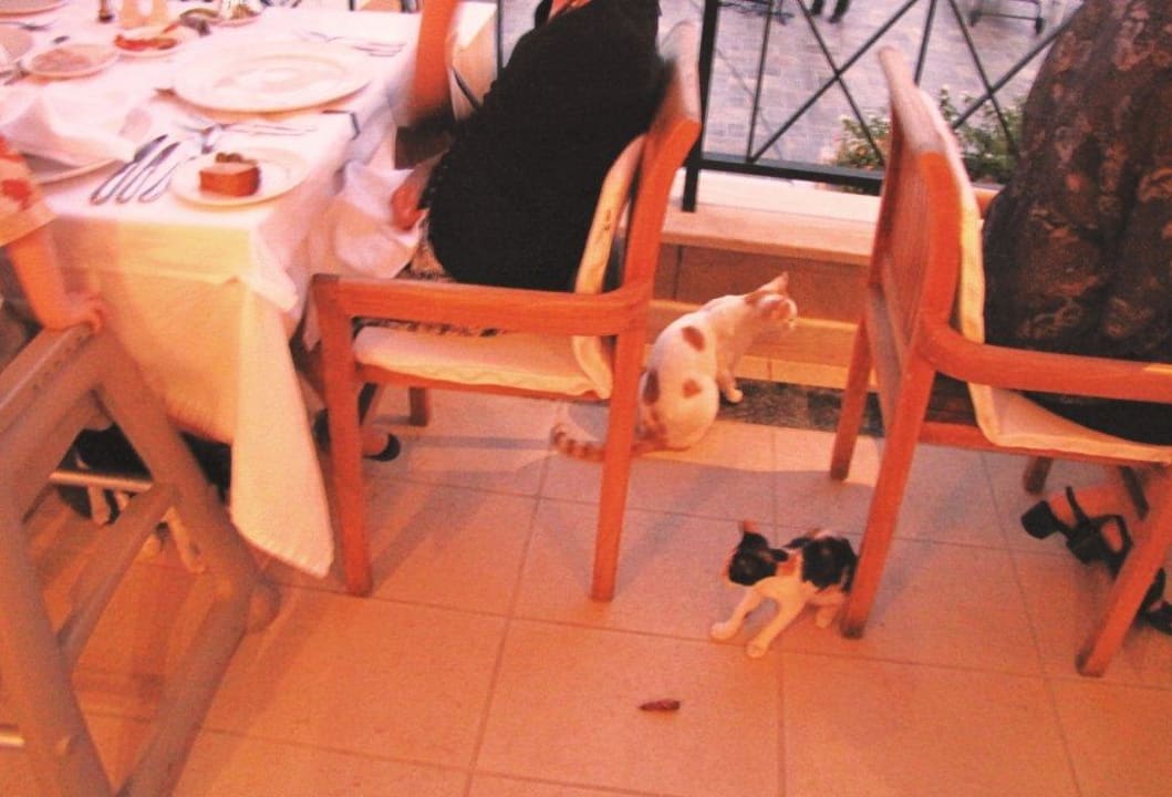 Katzen beim Abendessen Lindian Dream Seaside Resort