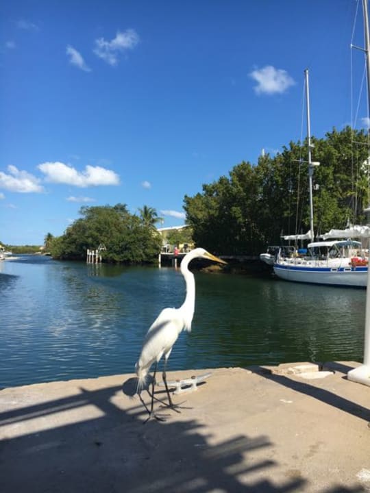 Ausblick Creekside Inn Islamorada