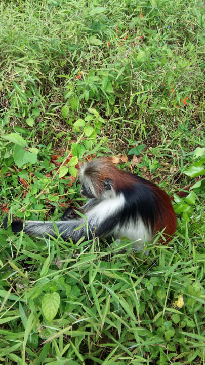 Äffchen  Royal Zanzibar Beach Resort