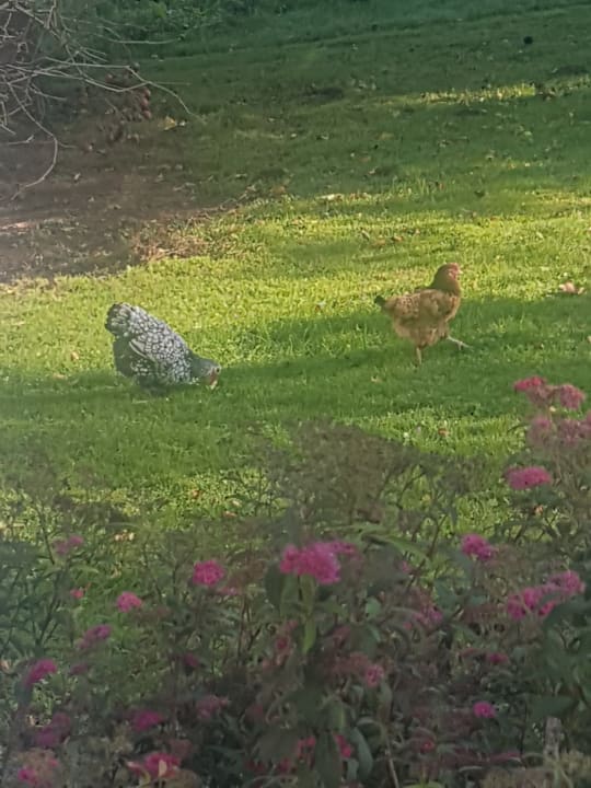 Gartenanlage Familienferienhof Taarstedt, Eggert