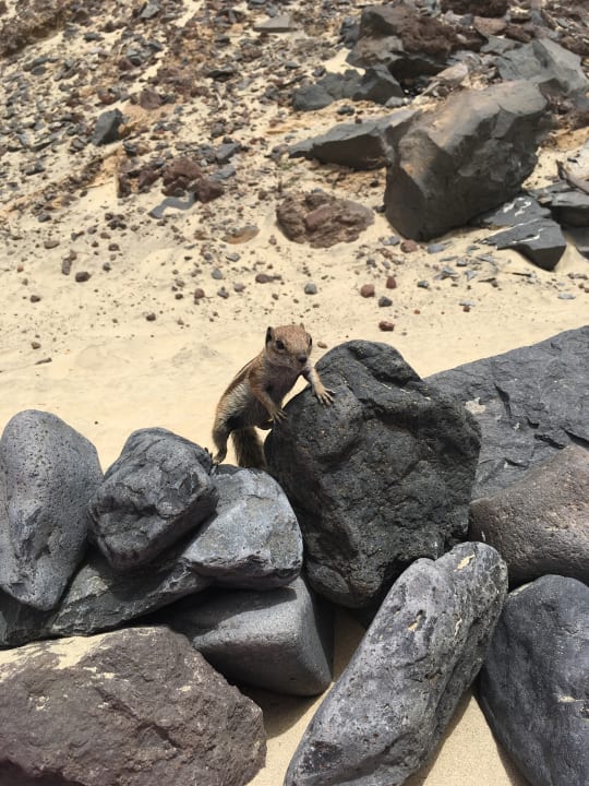 Strand SBH Club Paraiso Playa