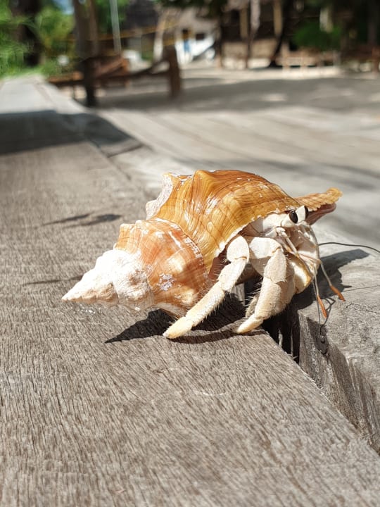 Sonstiges Spice Island Hotel & Resort