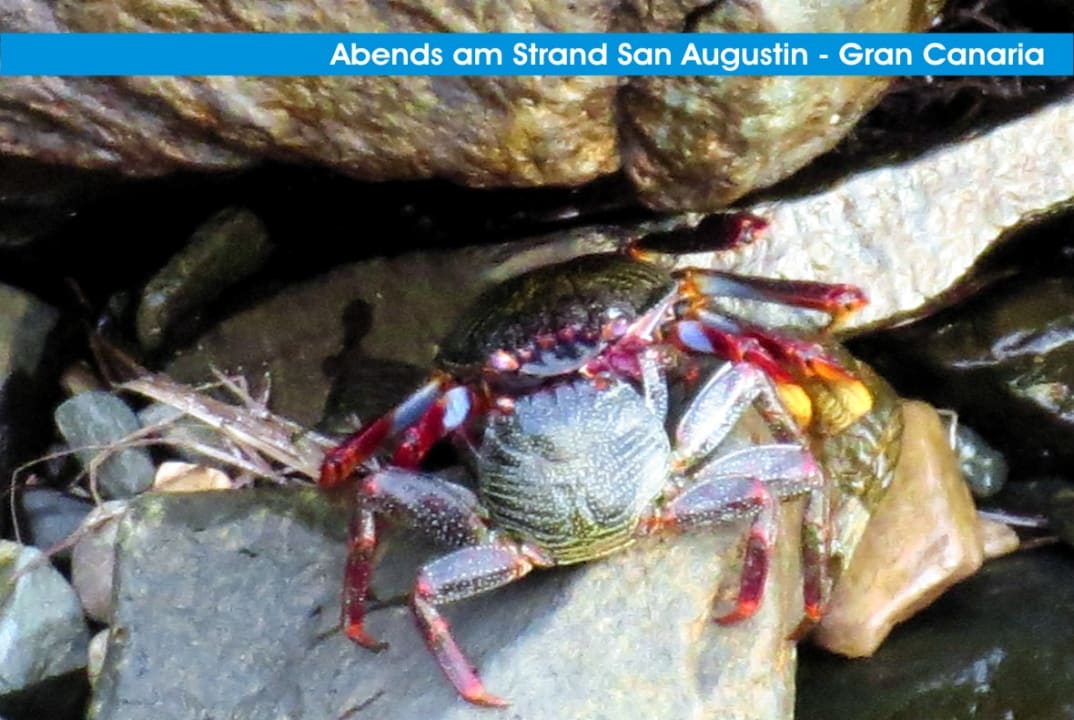 Strand Corallium Beach by Lopesan Hotels - Adults only