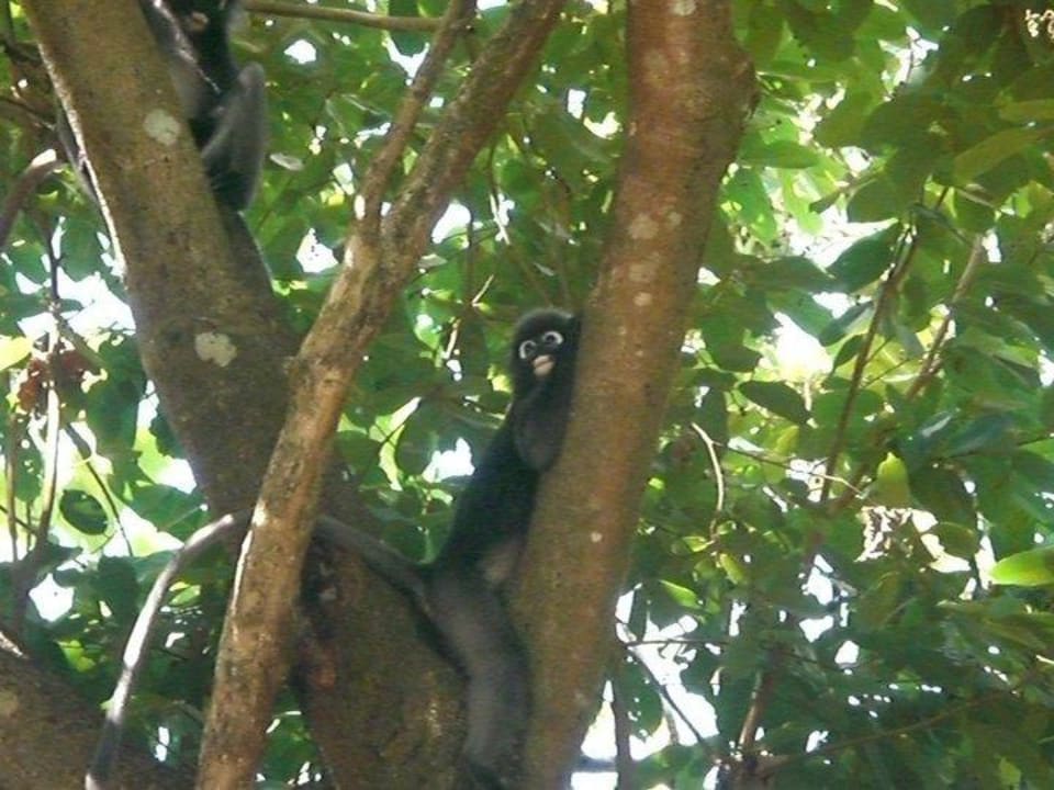Tägliche Besucher Berjaya Langkawi Resort