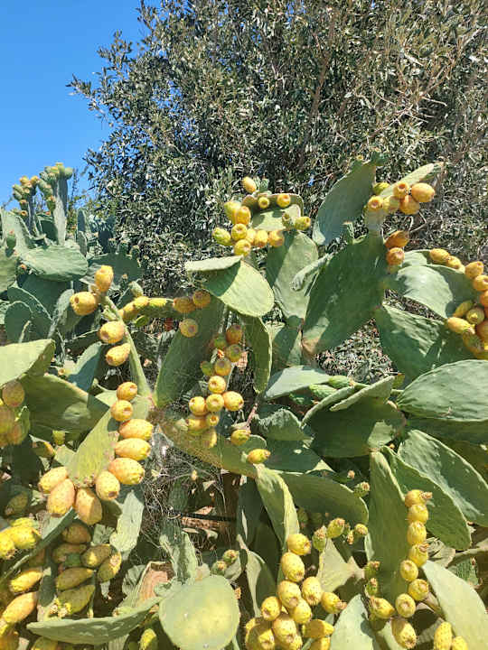 Außenansicht Chrissy's Paradise