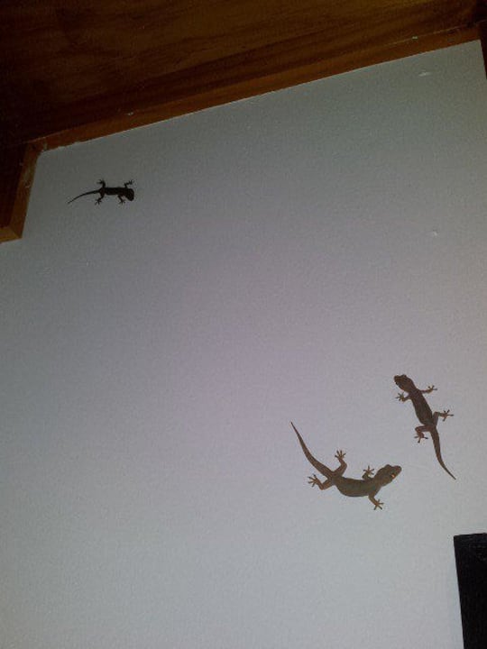 Gecko-Freunde im Badezimmer Meeru Maldives Resort Island
