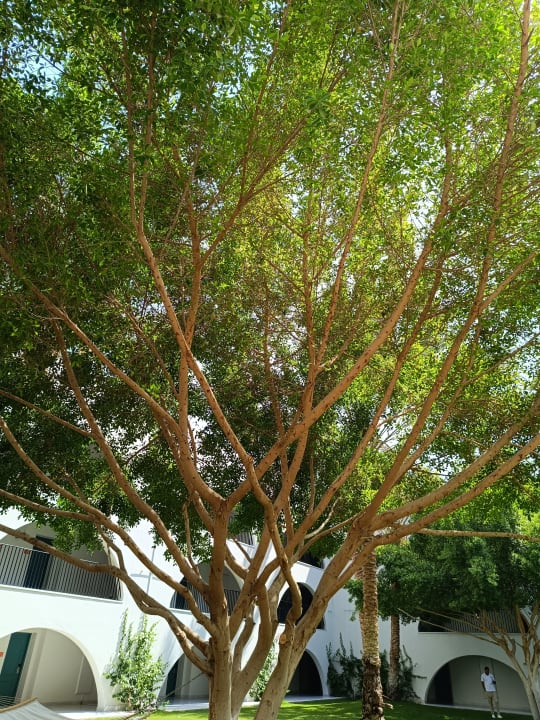 Ausblick Desert Rose