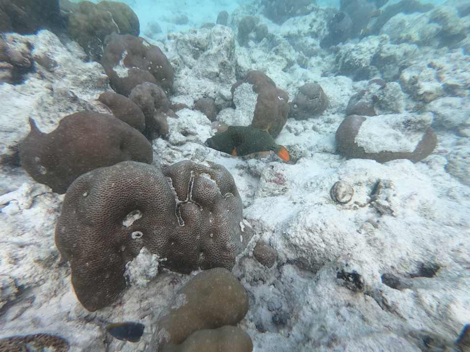 Strand Adaaran Select Meedhupparu Island Resort - Premium All Inclusive