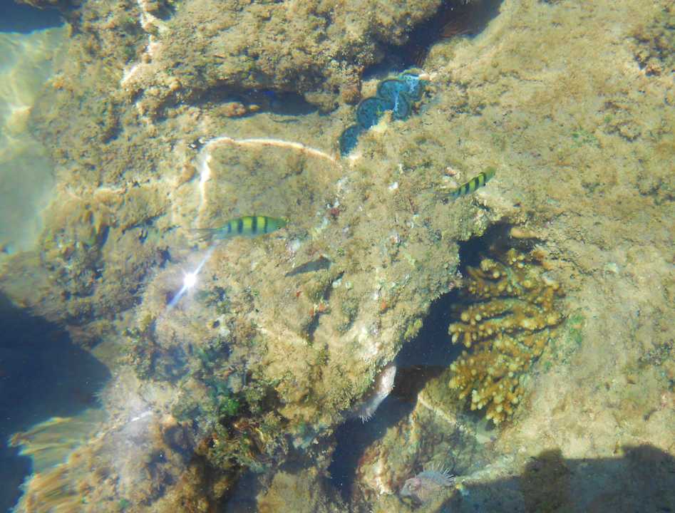 Am Strand  Pickalbatros Alf Leila Wa Leila Resort - Neverland Hurghada