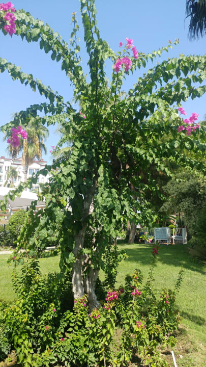 Gartenanlage Bella Resort & Spa