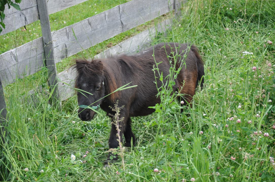 Pony Aparthotel Ederhof