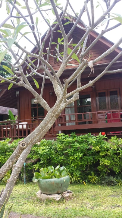 Unser Bungalow Hotel Green Papaya Resort