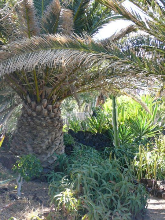 Jardin Hotel Catalonia Punta del Rey