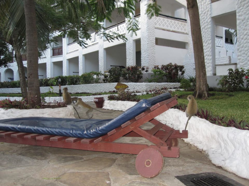 Besuch der Affen Hotel Southern Palms Beach Resort