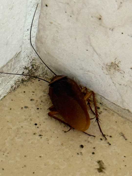 Zimmer SBH Costa Calma Beach Resort