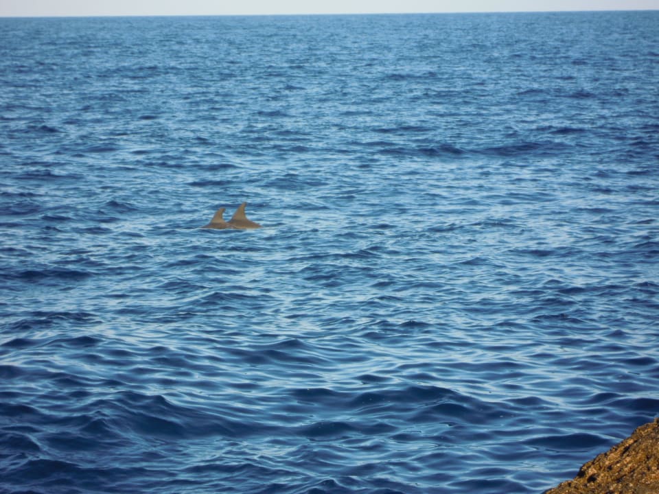 Delfine direkt am Strand Pickalbatros Citadel Resort