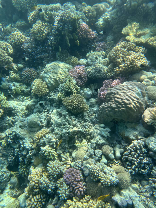 Strand Makadi Spa - Adults only