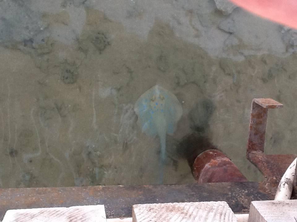 Blaupunkt Rochen am Steg Stella Garden Resort & Spa, Makadi Bay