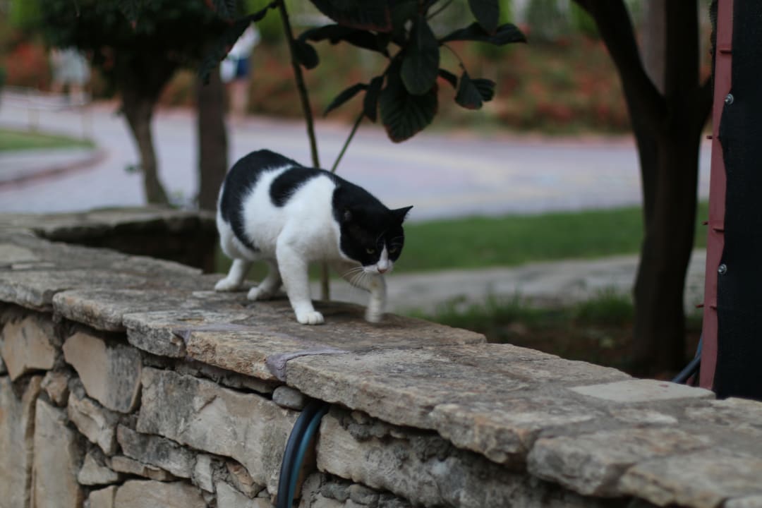 Sonstiges Lonicera Resort & Spa Hotel