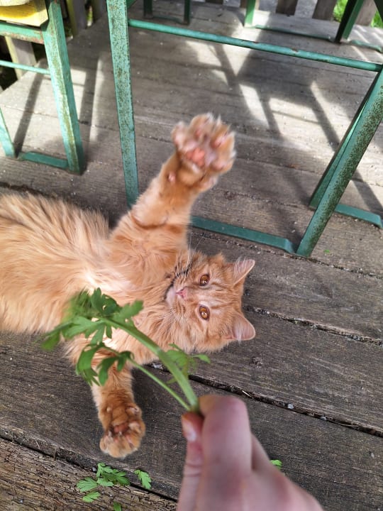 Gartenanlage Ferienhof Uebelhör
