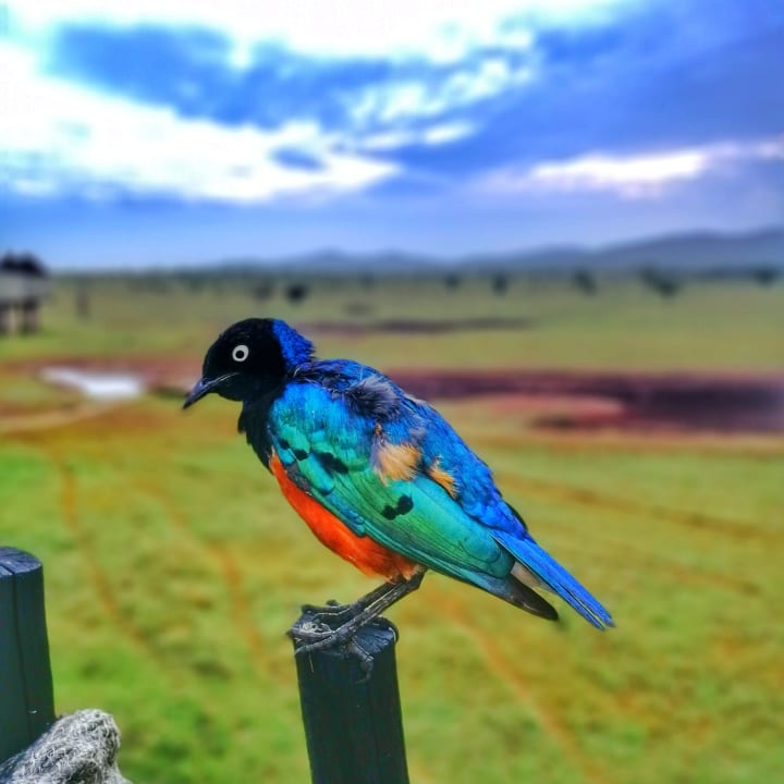 Außenansicht Salt Lick Safari Lodge