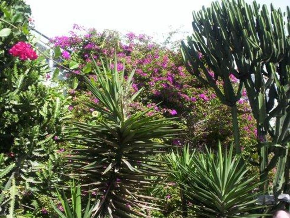 Uberall exotichsche Pflanzen - Costa Calma SBH Costa Calma Beach Resort